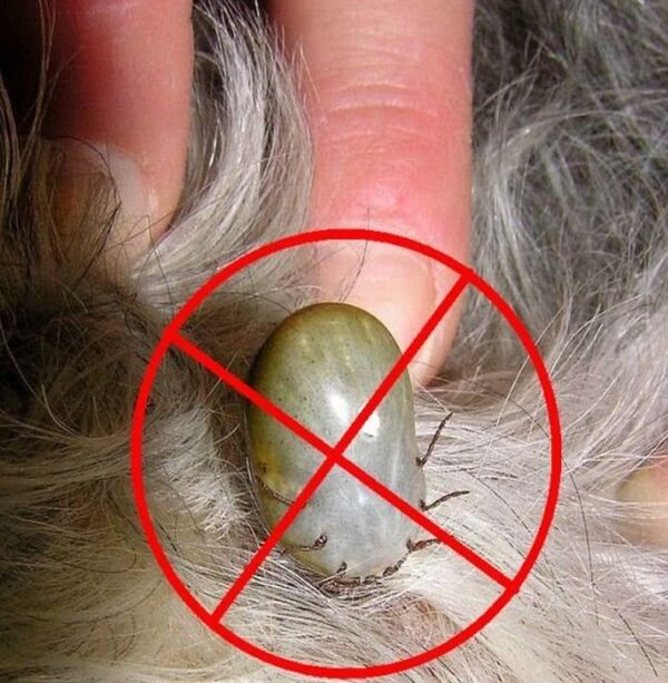 Stainless Steel Tick Removing Tool - Image 4